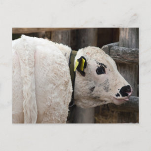 Pustertal Pied Calf Postkarte