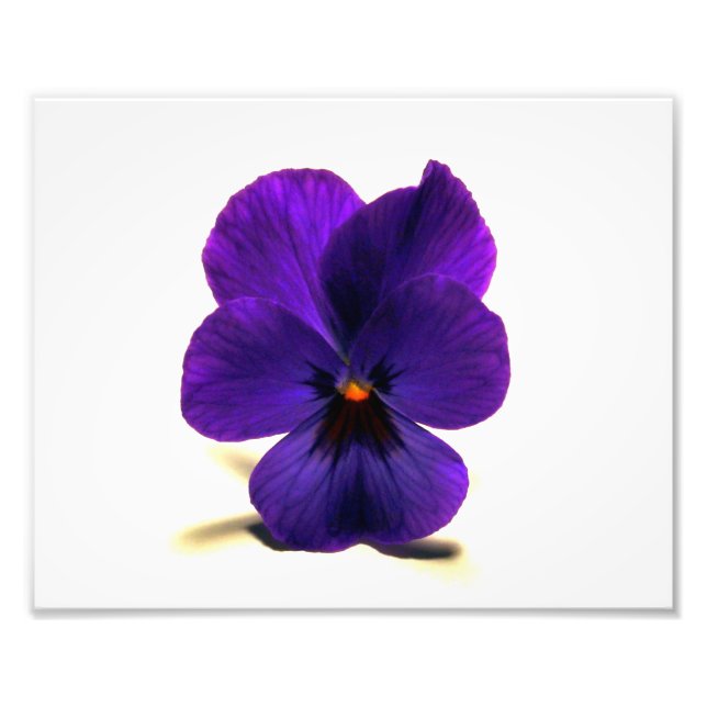 Puuurrrple Pansy um Mitternacht bei Verde Fotodruck (Vorne)