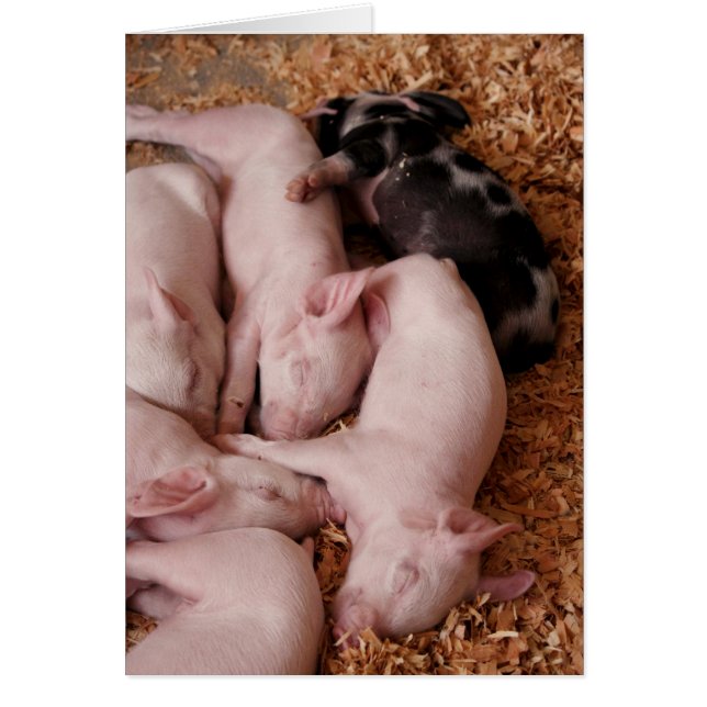 Puyallup Fair Piglets (Devant)