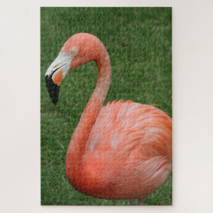 Puzzle 1000 pièces Flamant rose rose