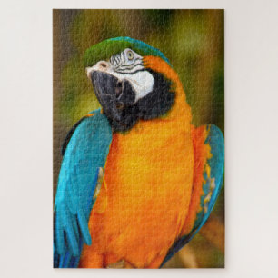 Puzzle 1000 pièces Majestic Macaw