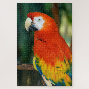 Puzzle 1000 pièces Scarlet Macaw
