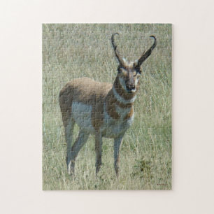 Puzzle A13 Pronghorn Antilope Buck