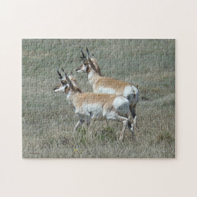 Puzzle A27 Pronghorn Antelope Young Bucks (Horizontal)