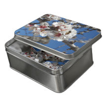 Abeille en fleurs d'amandes