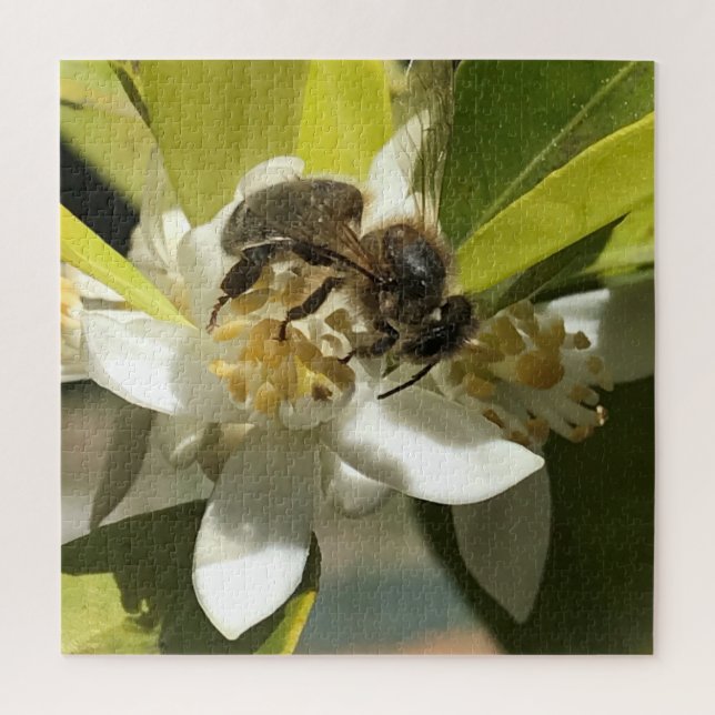 Puzzle Abeille sur la fleur de citron (Vertical)