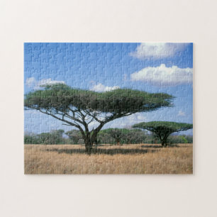 Puzzle Acacia tortilis (Umbrella Thorn Acacia), Mkuze