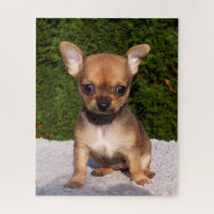 Puzzle Adorable Chihuahua Chien Chiot