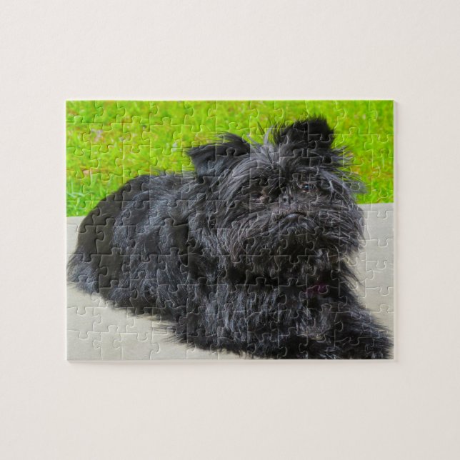Puzzle Affenpinscher Purebred Dog. (Horizontal)