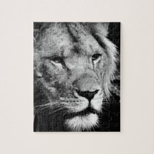 Puzzle africa lion male closeup macro