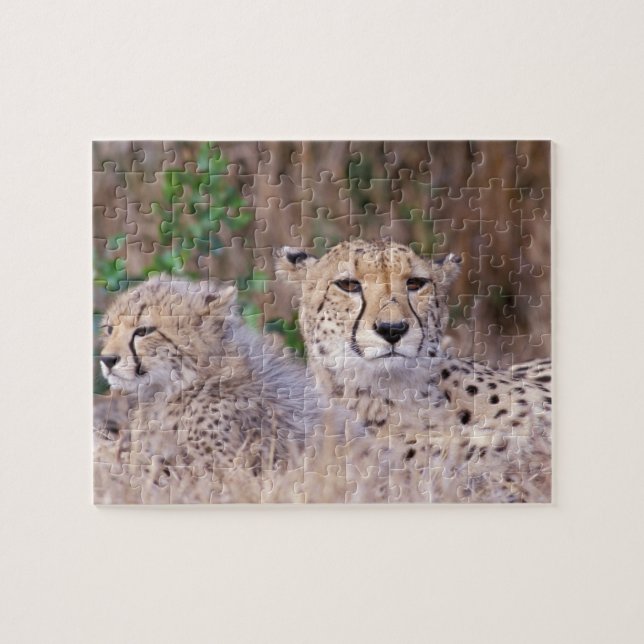 Puzzle Afrique, Afrique du Sud, Réserve de Tswalu. Cheeta (Horizontal)