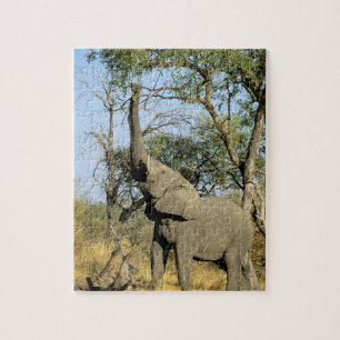 Puzzle Afrique, Botswana, delta de l'Okavango. Africain 2
