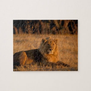 Puzzle Afrique, Botswana, Delta de l'Okavango. Lion (Pant