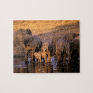 Puzzle Afrique, Kenya, Masaï Mara. Eléphants (Loxodonta)