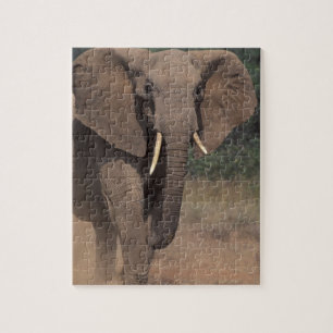 Puzzle Afrique, Kenya, Nanyuki, Mpala. Eléphant africain.