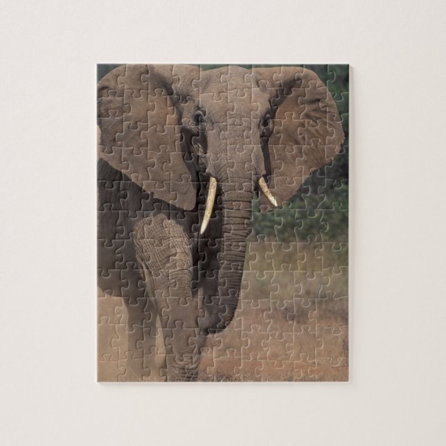Puzzle Afrique, Kenya, Nanyuki, Mpala. Eléphant africain. (Vertical)