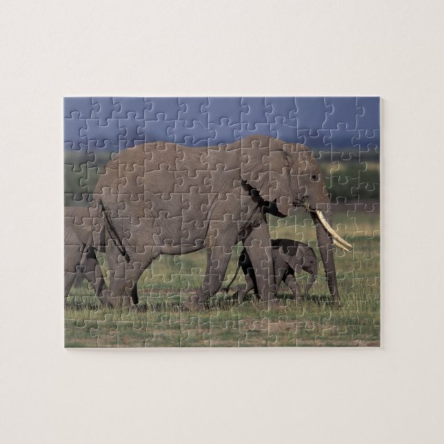 Puzzle Afrique, Kenya, Parc national d'Amboseli. Africain (Horizontal)