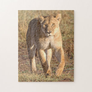 Puzzle Afrique, Tanzanie, Serengeti. Lion et lionne