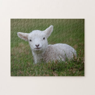 Puzzle Agneau de bébé