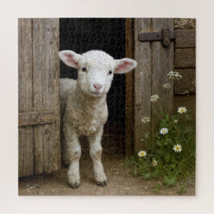 Puzzle Agneau de printemps debout dans l'encadrement de l