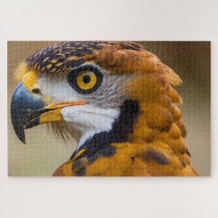 Puzzle Aigle
