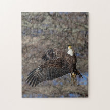 Aigle à tête blanche avec poisson-chat