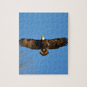 Puzzle Aigle chauve en vol1