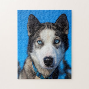 Puzzle Alaska Husky.