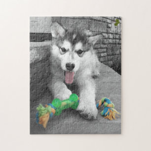 Puzzle Alaskan Malamute Puppy Color Splash