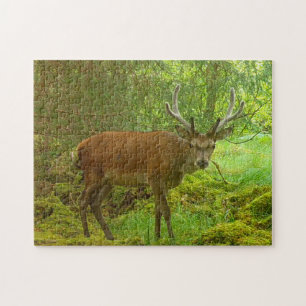 Puzzle Alerte Cerf Rouge dans une Forêt Verte Luxuriante 