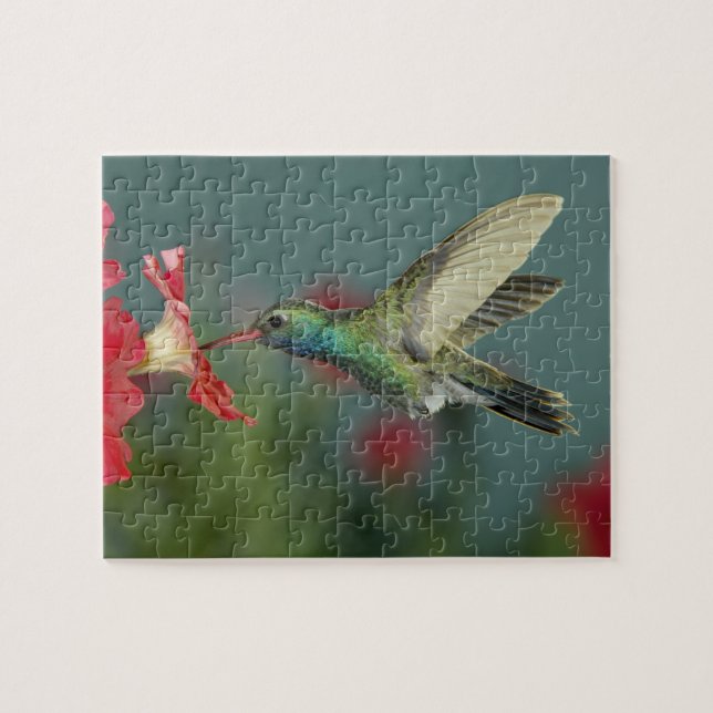 Puzzle alimentation mâle sur Petunia, Madera Canyon, Ariz (Horizontal)