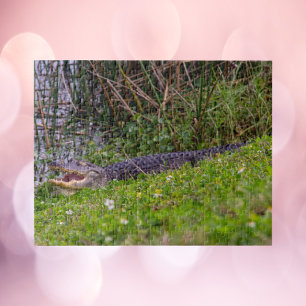Puzzle Alligator aux zones humides de Floride Photographi
