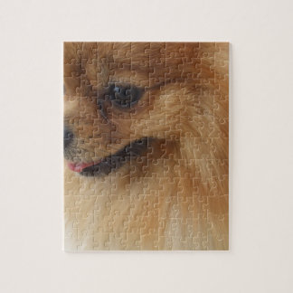Puzzle Amant de Pomeranian