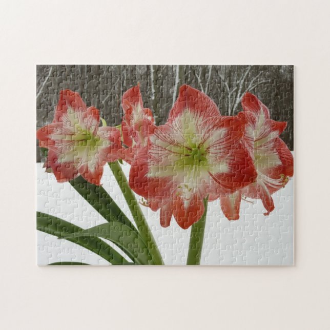 Puzzle Amaryllis en Fête Rouge Neige Hiver Floral (Horizontal)