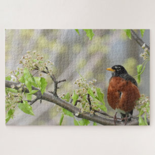 Puzzle American Robin perché sur une branche fleurie