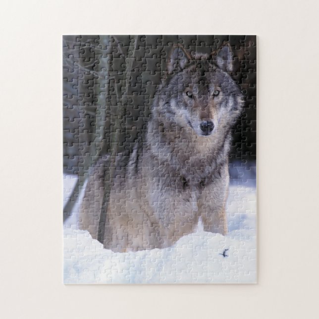Puzzle Amérique du Nord, Canada, Est du Canada, Loup gris (Vertical)