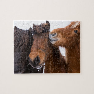 Puzzle Amis du cheval islandais, Islande
