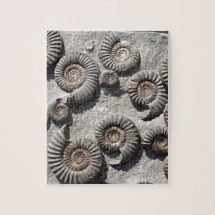 Puzzle ammonites fossiles multiples provenant des basses 