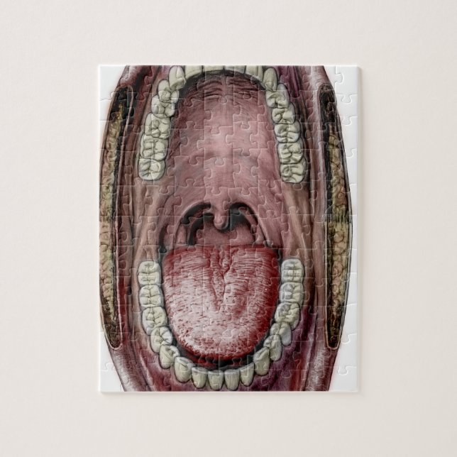 Puzzle anatomie de bouche (Vertical)