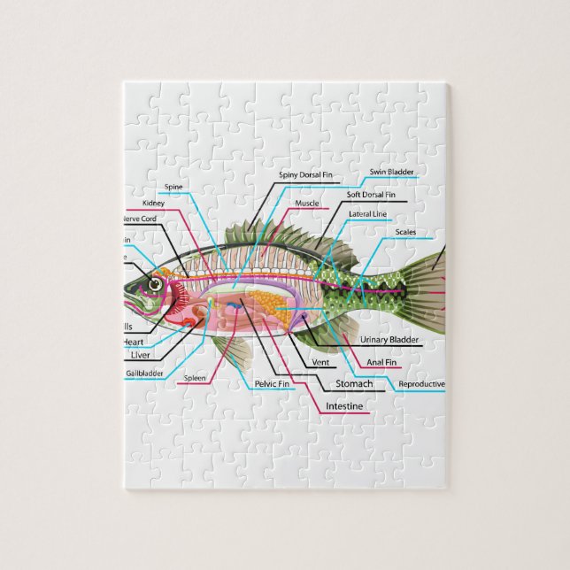 Puzzle Anatomie de diagramme d'art de vecteur d'organes (Vertical)