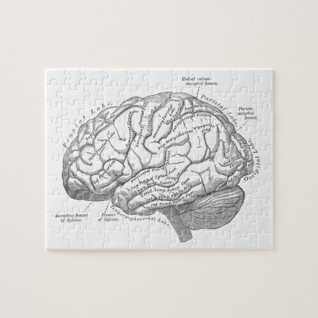 Puzzle Anatomie vintage de cerveau (Horizontal)