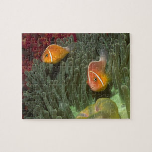Puzzle Anemonefish rose dans l'actinie de Magnificant