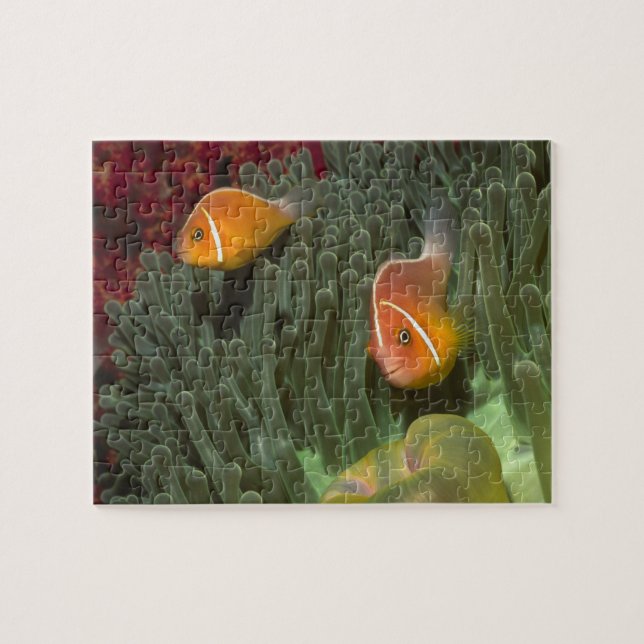 Puzzle Anemonefish rose dans l'actinie de Magnificant (Horizontal)