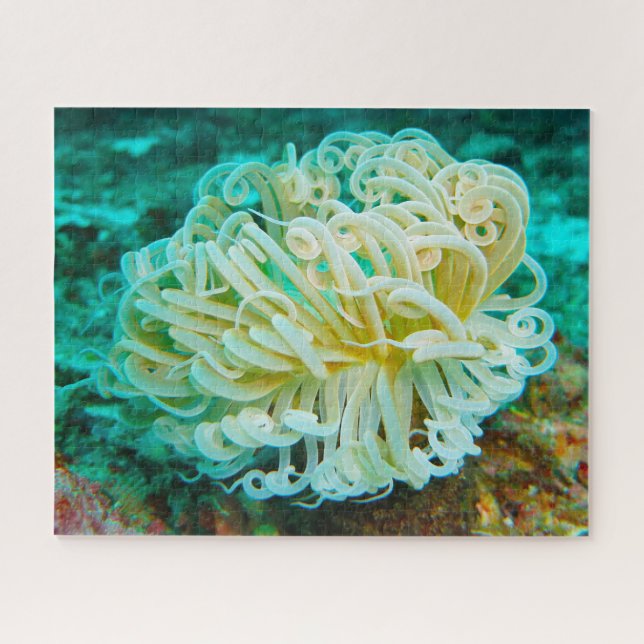 Puzzle Anémones de mer (Horizontal)