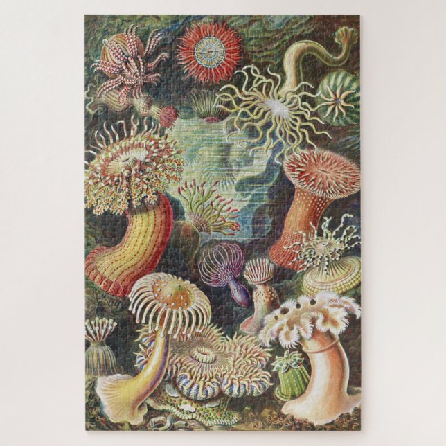 Puzzle Anémones de mer, Actiniae Seeanemonen Ernst Haecke (Vertical)