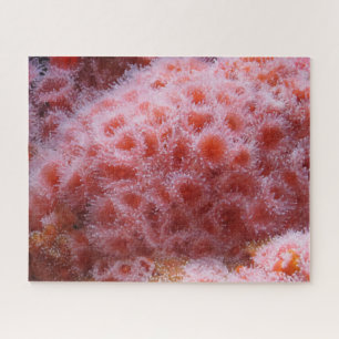 Puzzle Anénome marin, rose pastel