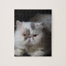 animal, chat, blanc, animal, chaton, isolé, mignon