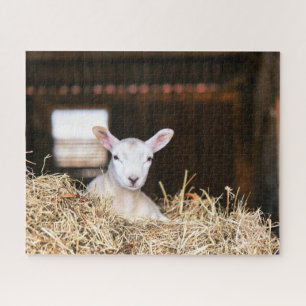 Puzzle Animaux de bébés cutest   Agneau nouveau-né
