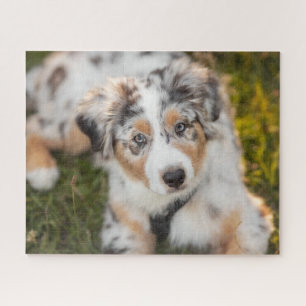 Puzzle Animaux de bébés cutest Australian Shepherd Pupp