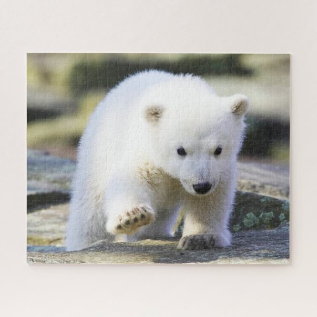 Puzzle Animaux de bébés cutest | Bébé Ours Polaire Cub (Horizontal)